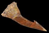 Fossil Sawfish (Onchopristis) Rostral Barb - Excellent Specimen #135004-1